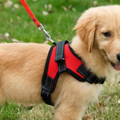 Dog Harnesses, Collars and Leashes