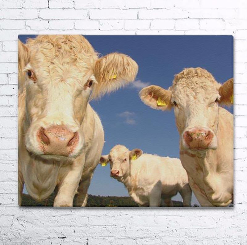 Looking Good In Camera Cows Canvas Print 20"x16"-KaboodleWorld