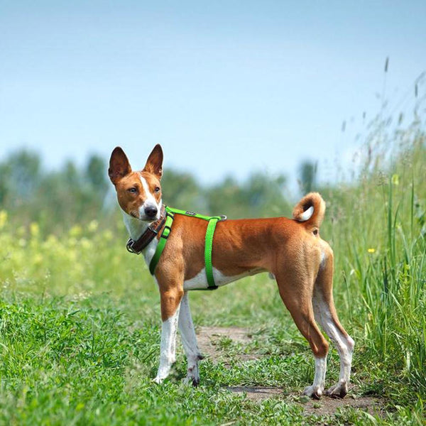 Reflective Adjustable H-Type Dog Harness-KaboodleWorld